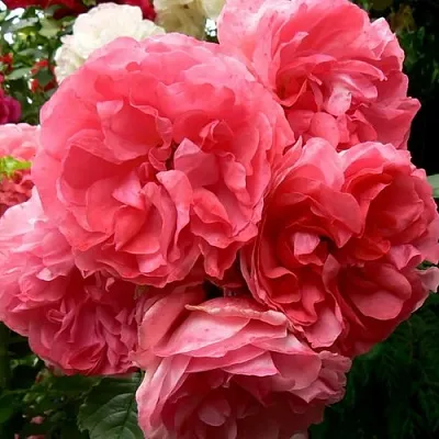 Саженцы роз РОЗЕУМ ЮТЕРСОН плетистая  Саженцы роз РОЗЕУМ ЮТЕРСОН плетистая в Реутове