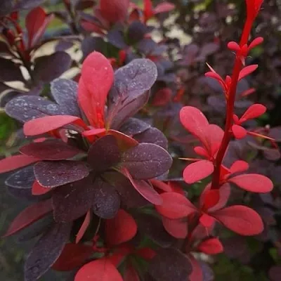 Барбарис РЕД ПИЛЛАР тунберга  Барбарис РЕД ПИЛЛАР тунберга в Реутове