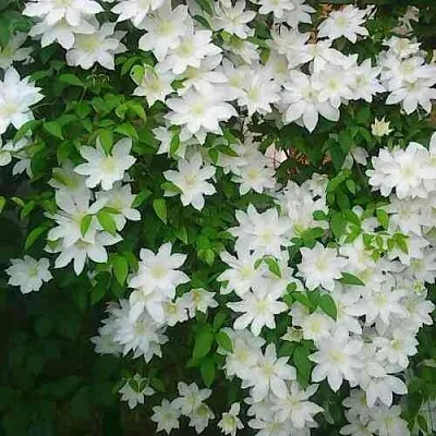 Клематис ТОКИ  Клематис ТОКИ в Реутове