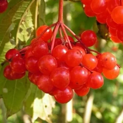 Калина ПАМЯТИ ВАЛЕНТИНЫ  Калина ПАМЯТИ ВАЛЕНТИНЫ в Реутове