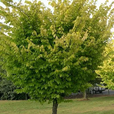 Вяз обыкновенный  Вяз обыкновенный в Реутове