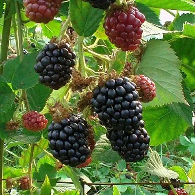 Ежевика ЧЕСТЕР бесшипная  Ежевика ЧЕСТЕР бесшипная в Реутове