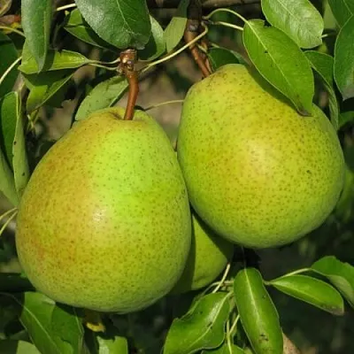 Груша НАЙТ-ВЕРТ колонновидная  Груша НАЙТ-ВЕРТ колонновидная в Реутове