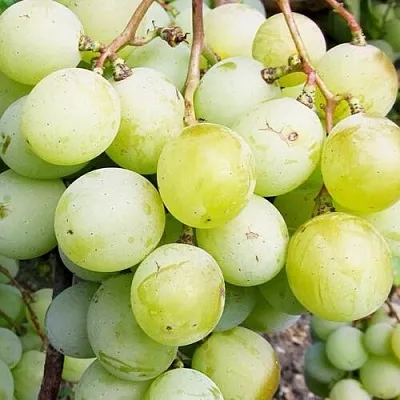 Виноград КЕША МУСКАТ в Реутове