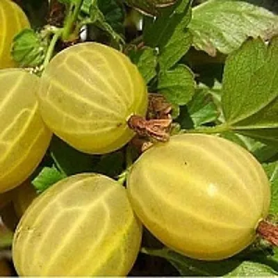 Крыжовник ЯРОВОЙ  Крыжовник ЯРОВОЙ в Реутове