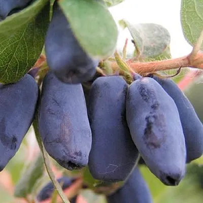 Жимолость съедобная ЛАКОМКА в Реутове