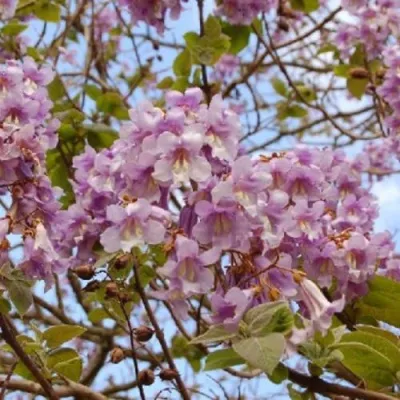 Павлония ПАО ТОГН Z07 — описание сорта Павлония ПАО ТОГН Z07 в Реутове