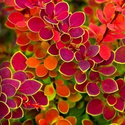 Барбарис ОРАНЖ САНРАЙЗ тунберга  Барбарис ОРАНЖ САНРАЙЗ тунберга в Реутове