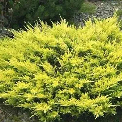 Можжевельник ЛАЙМ ГЛОУ горизонтальный  Можжевельник ЛАЙМ ГЛОУ горизонтальный в Реутове