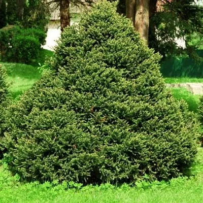 Ель ОЛЕНДОРФИ обыкновенная  Ель ОЛЕНДОРФИ обыкновенная в Реутове