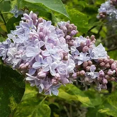 Сирень АУКУБАФОЛИЯ  Сирень АУКУБАФОЛИЯ в Реутове