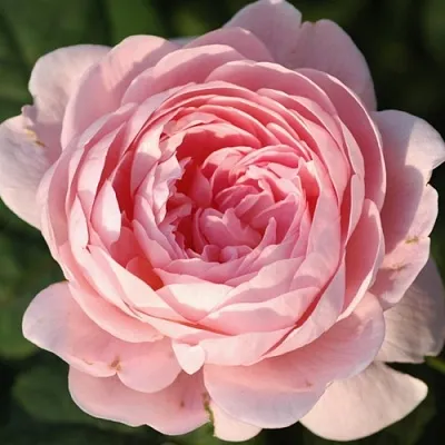 Саженцы роз КУИН ОФ СУИДЕН английская  Саженцы роз КУИН ОФ СУИДЕН английская в Реутове