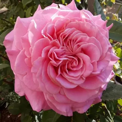 Саженцы роз ЭШЛИ чайно-гибридная — описание сорта Саженцы роз ЭШЛИ чайно-гибридная в Реутове