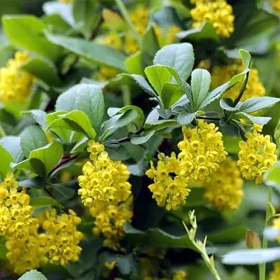 Барбарис корейский в Реутове