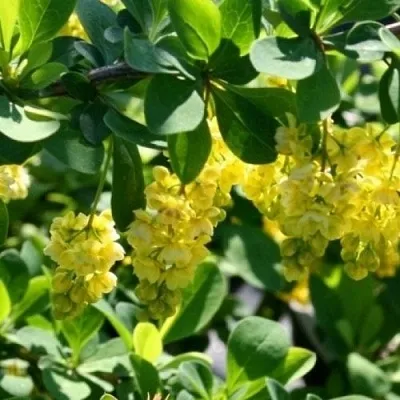 Барбарис ИНДИАН САММЕР  в Реутове