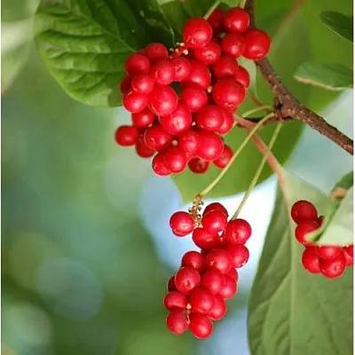 Лимонник ДЕБЮТ китайский  Лимонник ДЕБЮТ китайский в Реутове