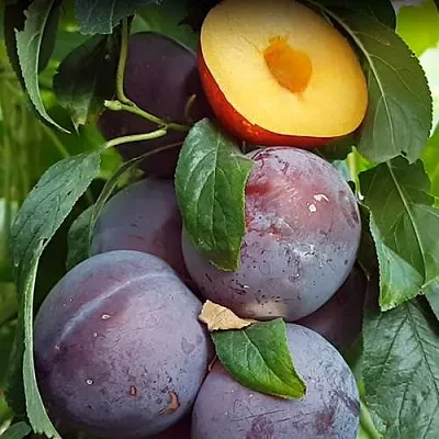 НЕКТАПРИУМ  НЕКТАПРИУМ в Реутове