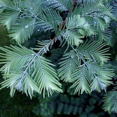 Метасеквойя  Метасеквойя в Реутове