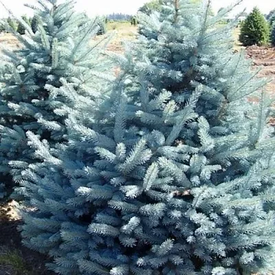 Ель ГЛАУКА колючая  Ель ГЛАУКА колючая в Реутове