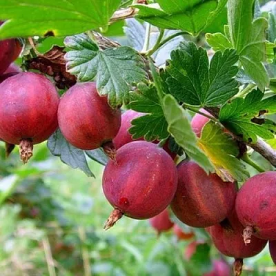 Крыжовник КРАСНОСЛАВЯНСКИЙ  Крыжовник КРАСНОСЛАВЯНСКИЙ в Реутове