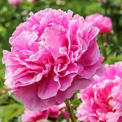 Пион АЛЕКСАНДР ФЛЕМИНГ травянистый  Пион АЛЕКСАНДР ФЛЕМИНГ травянистый в Реутове