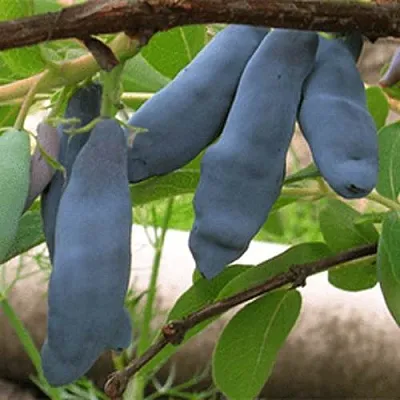 Жимолость съедобная ЛЕНИНГРАДСКИЙ ВЕЛИКАН в Реутове