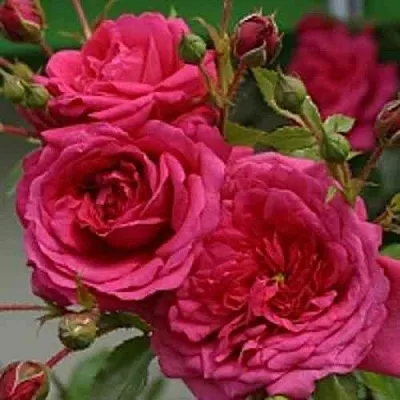 Саженцы роз ЛАГУНА плетистая  Саженцы роз ЛАГУНА плетистая в Реутове