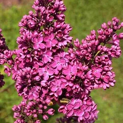 Сирень ЗНАМЯ ЛЕНИНА  Сирень ЗНАМЯ ЛЕНИНА в Реутове