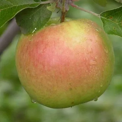 Яблоня БРЯНСКОЕ ЗОЛОТИСТОЕ  Яблоня БРЯНСКОЕ ЗОЛОТИСТОЕ в Реутове