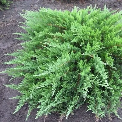 Можжевельник ТАМАРИСЦИФОЛИЯ казацкий  Можжевельник ТАМАРИСЦИФОЛИЯ казацкий в Реутове