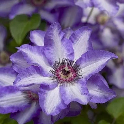 Клематис МОНИНГ СКАЙ  Клематис МОНИНГ СКАЙ в Реутове