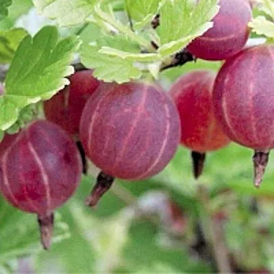 Крыжовник РАВОЛТ  Крыжовник РАВОЛТ в Реутове