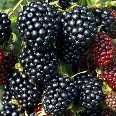 Ежевика ЭВЕРГРИН бесшипная  Ежевика ЭВЕРГРИН бесшипная в Реутове