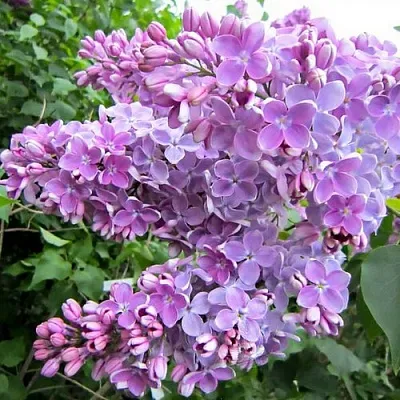 Сирень ОЛЯ  Сирень ОЛЯ в Реутове