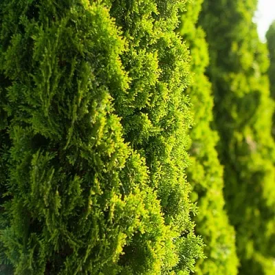 Туя  Туя в Реутове