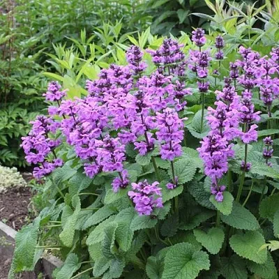 Буквица крупноцветковая в Реутове