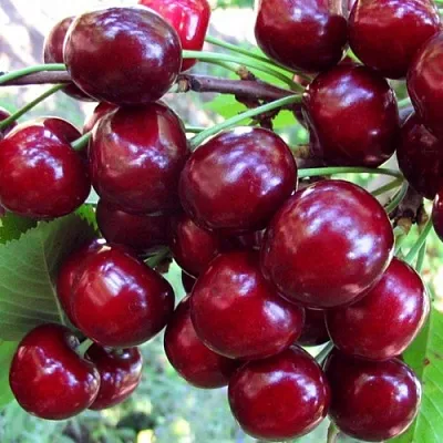 Вишня ЖУКОВСКАЯ в Реутове