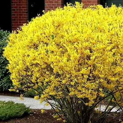 Форзиция ЛИНВУД  Форзиция ЛИНВУД в Реутове