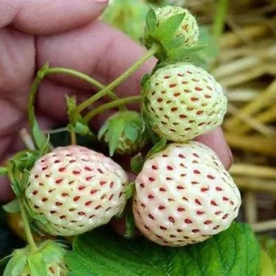 Клубника АНАНАСА ремонтантная в Реутове