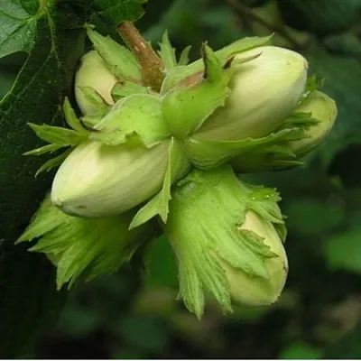 Фундук ТАМБОВСКИЙ ПОЗДНИЙ  Фундук ТАМБОВСКИЙ ПОЗДНИЙ в Реутове