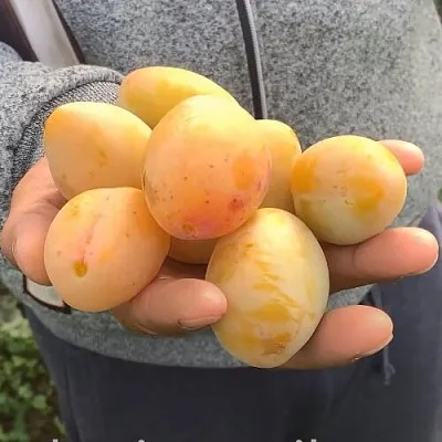 Слива ЯХОНТОВАЯ  Слива ЯХОНТОВАЯ в Реутове