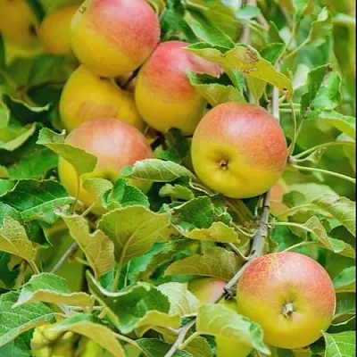 Яблоня ПАМЯТЬ БЛЫНСКОГО колонновидная  Яблоня ПАМЯТЬ БЛЫНСКОГО колонновидная в Реутове