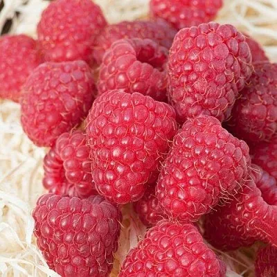 Малина МАРАСТАР  Малина МАРАСТАР в Реутове