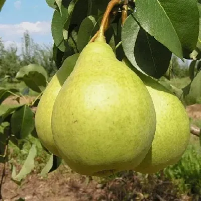 Груша Медовая Колонновидная в Реутове