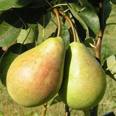 Груша ДУХМЯНАЯ  Груша ДУХМЯНАЯ в Реутове