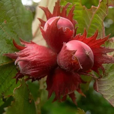 Фундук МОСКОВСКИЙ РУБИН  Фундук МОСКОВСКИЙ РУБИН в Реутове