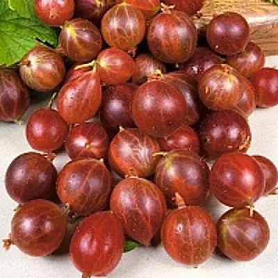 Крыжовник ОЛАВИ (ХИННОНМАЕН ПУНАЙНЕН)  Крыжовник ОЛАВИ (ХИННОНМАЕН ПУНАЙНЕН) в Реутове