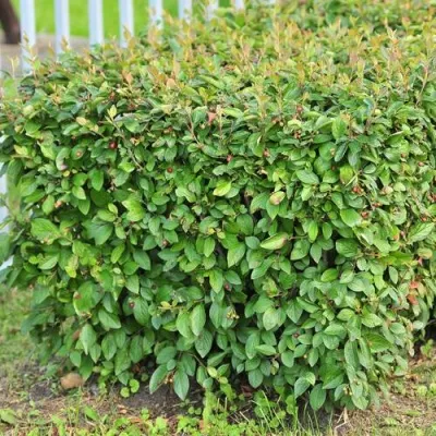 Кизильник блестящий в Реутове