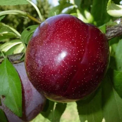 ШАРАФУГА  ШАРАФУГА в Реутове