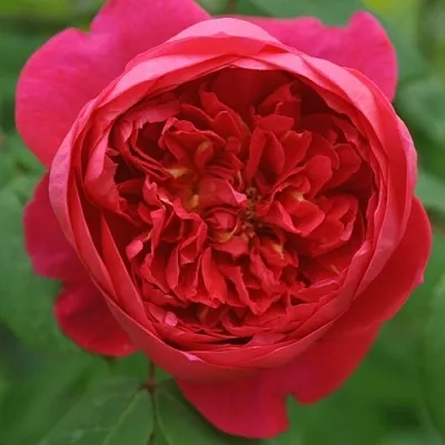 Саженцы роз БЕНДЖАМИН БРИТТЕН шраб  Саженцы роз БЕНДЖАМИН БРИТТЕН шраб в Реутове